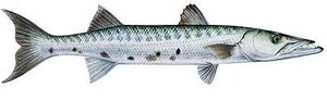 barracuda bord de mer le pradet