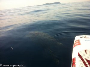 Une tortue à la rencontre d'un SUP