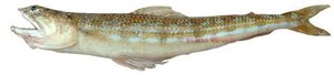 Poisson lézard le pradet