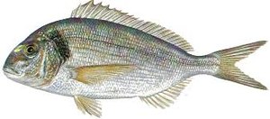 dorade royale gavaresse